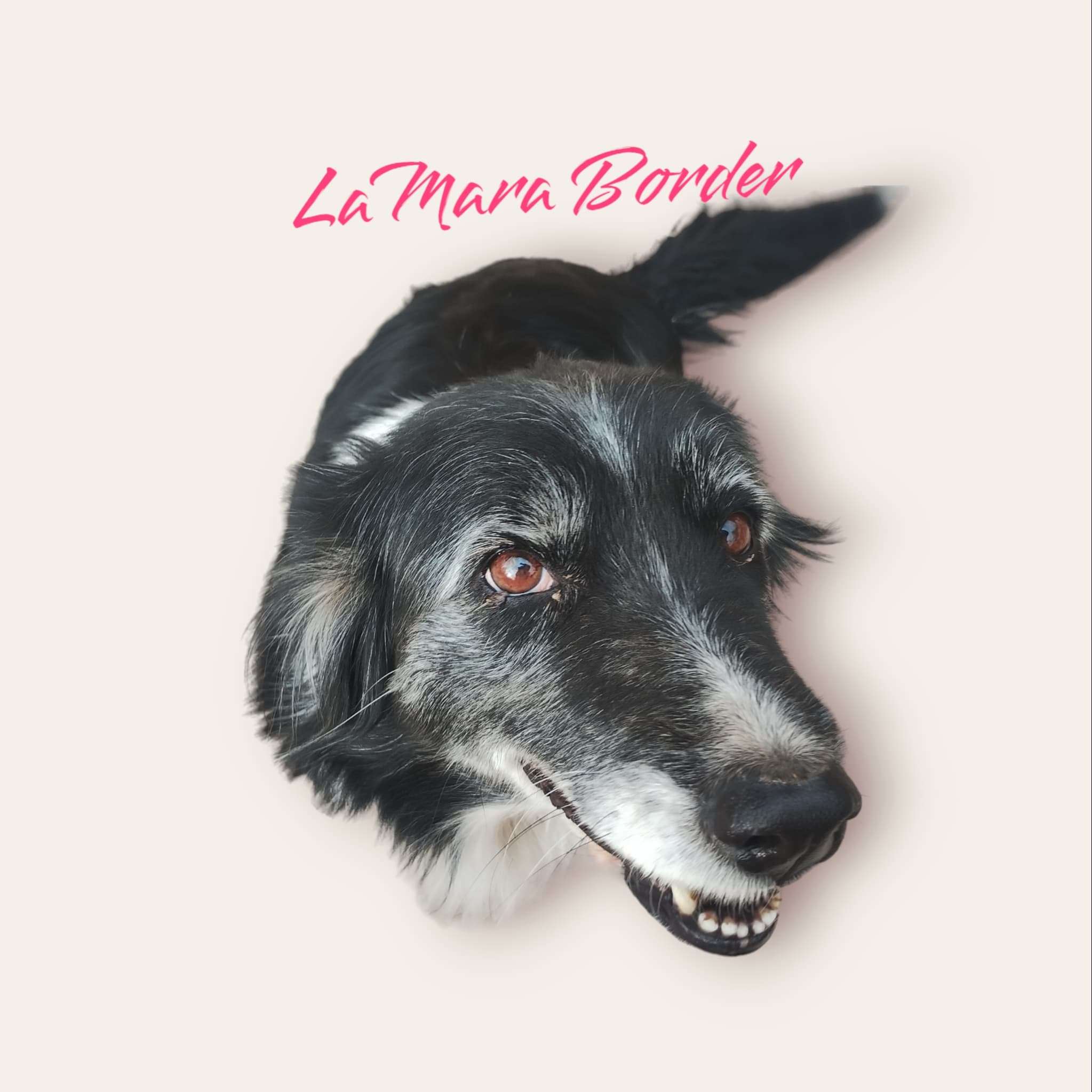 LaMara_border logo